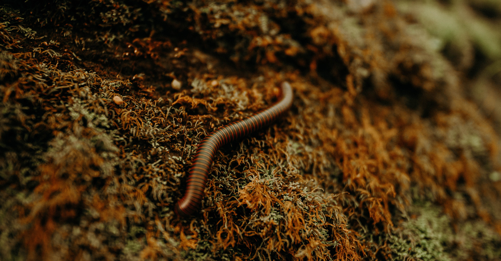 Fejká – Pulsing